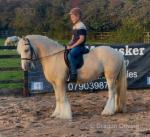 14.1hh Riding Gelding 