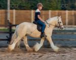 14.1hh Riding Gelding 