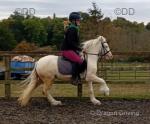 Owens Peter, (Pretty boy). Pretty Boy is one cracking kids pony who loves to ride, drive and jump. 3 years old 12.1hh. This pony has been my partners horse so had the best.


