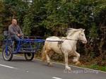 Owens Peter, Ride and Drive Gelding 