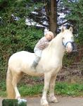 Owens Peter, Ride and Drive Gelding 
