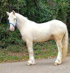 Owens Peter, Ride and Drive Gelding 