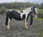 Dutchess, 12.2hh Riding Mare