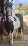Dutchess, 12.2hh Riding Mare