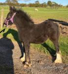 Rambo of the Oaks, Colt Foal
