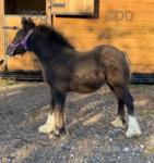 Rambo of the Oaks, Colt Foal