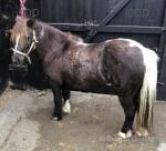 Shetland Mare