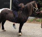 Shetland Mare