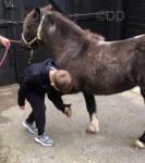 Shetland Mare