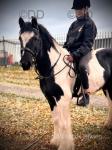 Punkin, 13.2hh Ride and Drive Gelding 