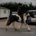 Punkin, 13.2hh Ride and Drive Gelding 