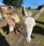 Jack donkeys