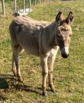 Jack donkeys