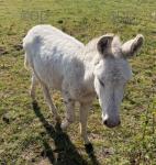 Jack donkeys