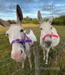Jack donkeys