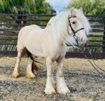 Penelope, 14.1hh Riding Mare
