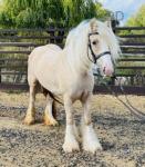 Penelope, 14.1hh Riding Mare