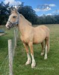 2 Year Old Colt
