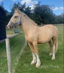 2 Year Old Colt