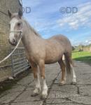 2 Year Old Colt