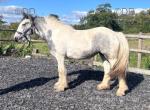 Filly