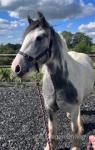 Filly