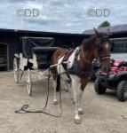 15.3hh Ride and Drive Mare