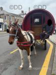 15.3hh Ride and Drive Mare