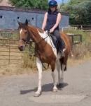 15.3hh Ride and Drive Mare