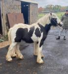 Fillies