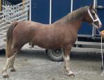 3 Year Old Welsh Section C Filly