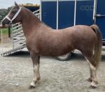 3 Year Old Welsh Section C Filly