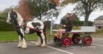 12.1hh black and white 4 year old gelding. Perfect children's pony, 100% in every way. Will stand all day for a fuss. 