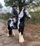 12.1hh Ride and Drive Gelding 