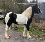 Yearling Filly