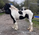 Yearling Filly
