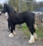 Yearling Filly