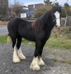 Yearling Filly