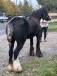 Yearling Filly