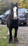Yearling Filly