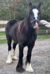 Yearling Filly