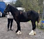 Yearling Filly
