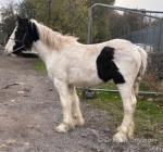 Yearling Gelding 