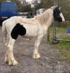 Yearling Gelding 