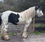 14.1hh Mare