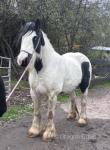 14.1hh Mare