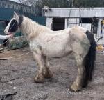 Daisy, 14.2hh Mare