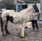 Daisy, 14.2hh Mare