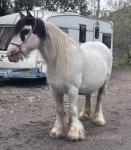 Rose, 14.1hh Mare