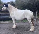 Rose, 14.1hh Mare